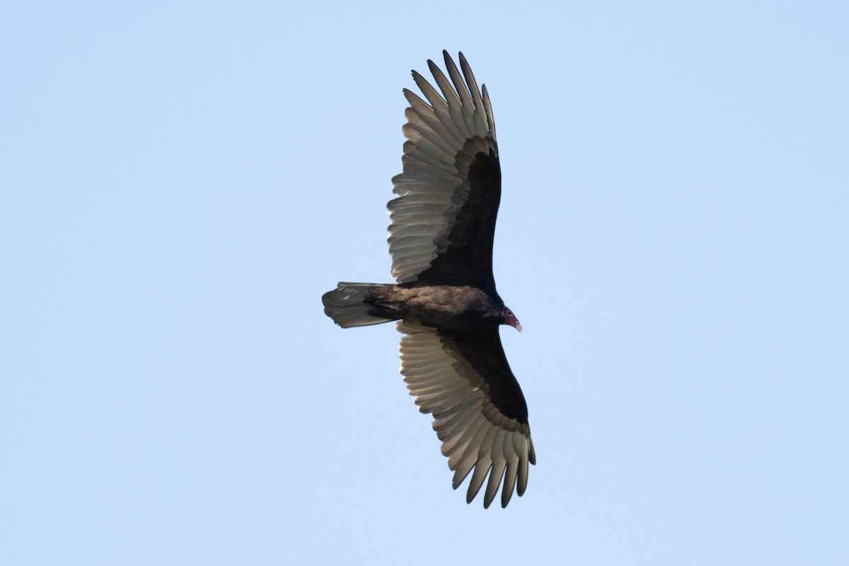 Turkey Vulture - ML645903968
