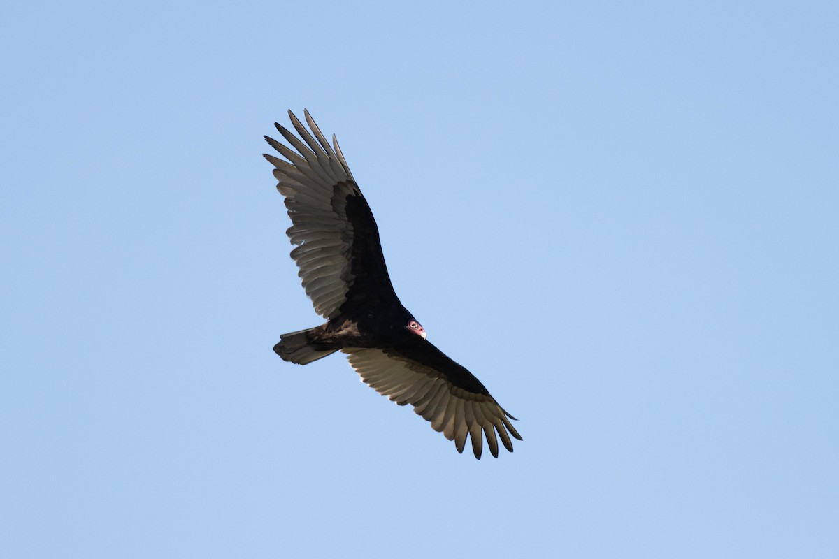Turkey Vulture - ML645903969