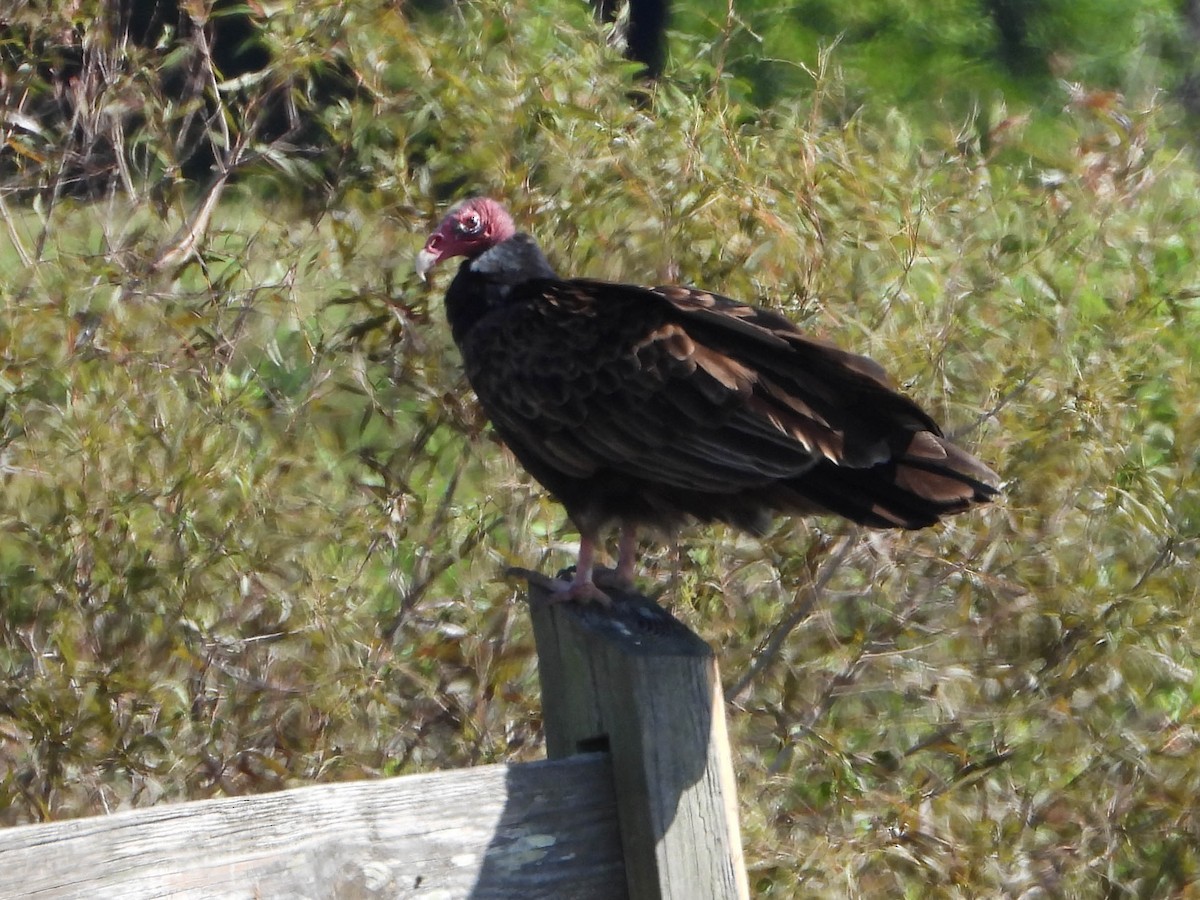 Turkey Vulture - ML645903970