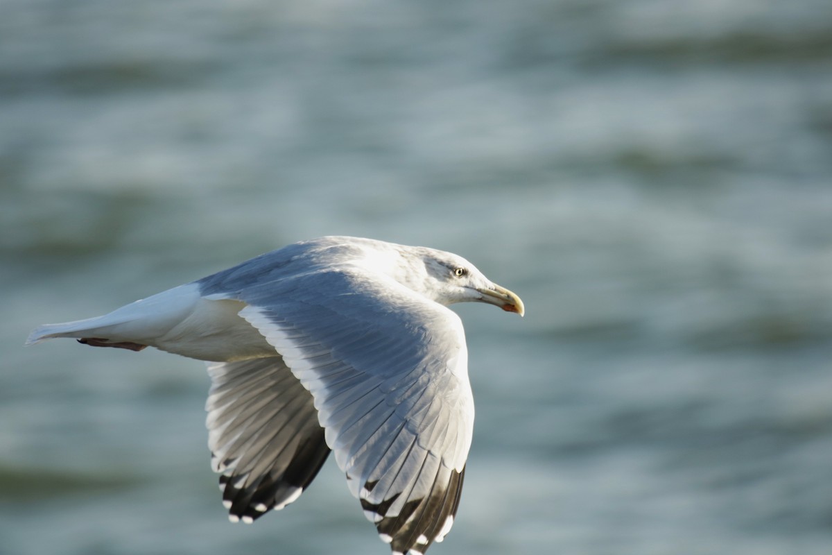 European Herring Gull - ML645903971