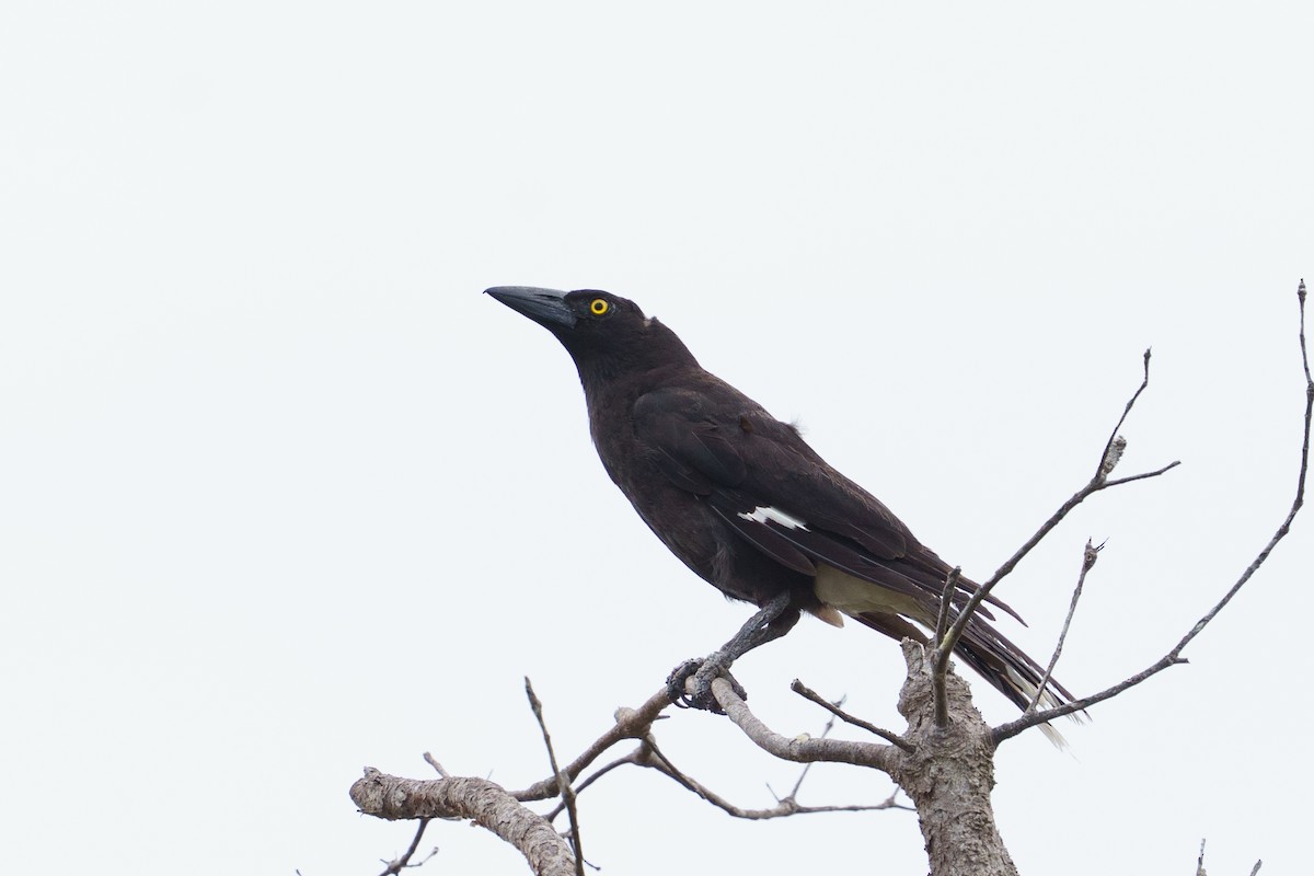 Pied Currawong - ML645903972