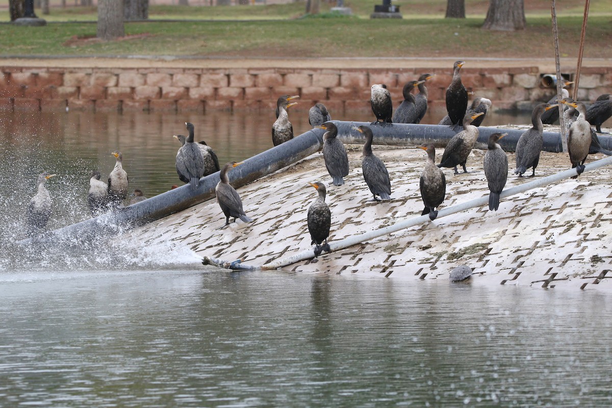 Double-crested Cormorant - ML645903973
