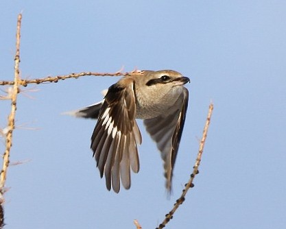 オオモズ - ML645903974