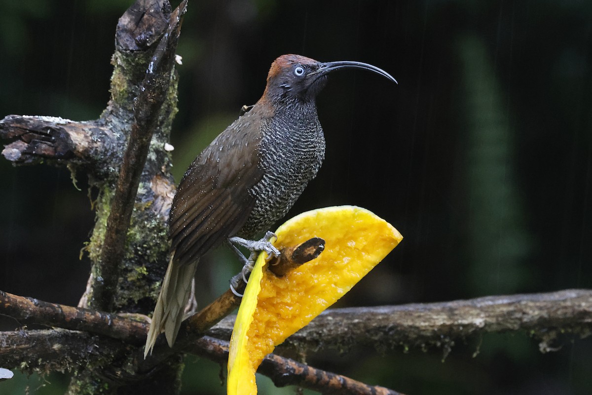Brown Sicklebill - ML645903975