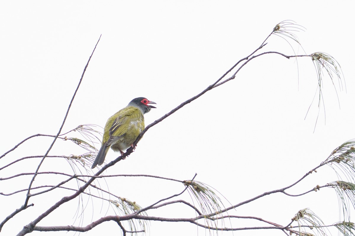 Australasian Figbird - ML645903976