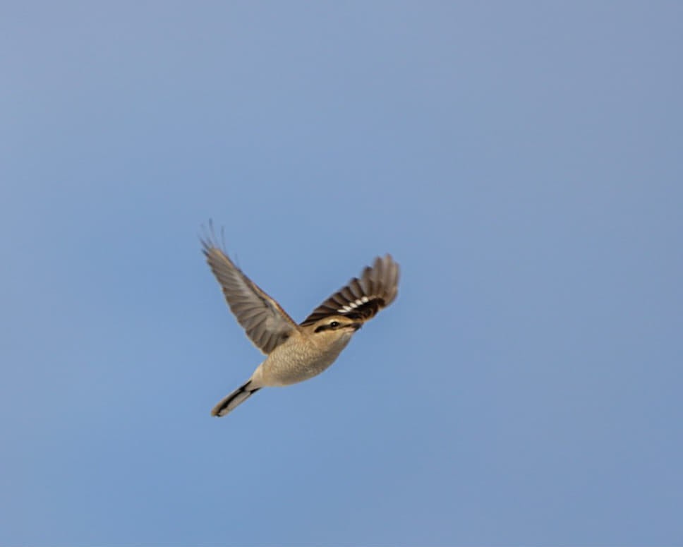 オオモズ - ML645903979