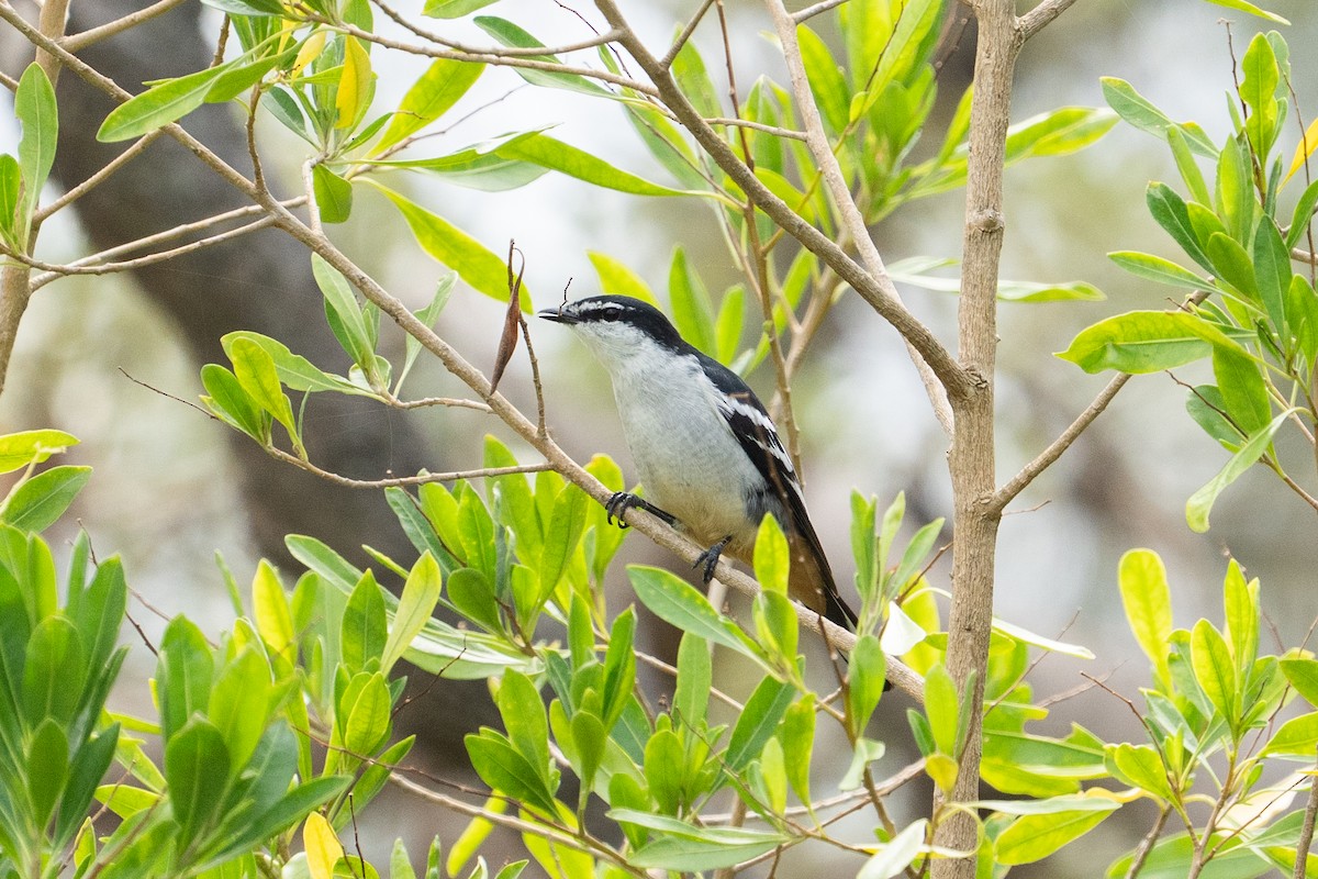 Varied Triller - ML645903980