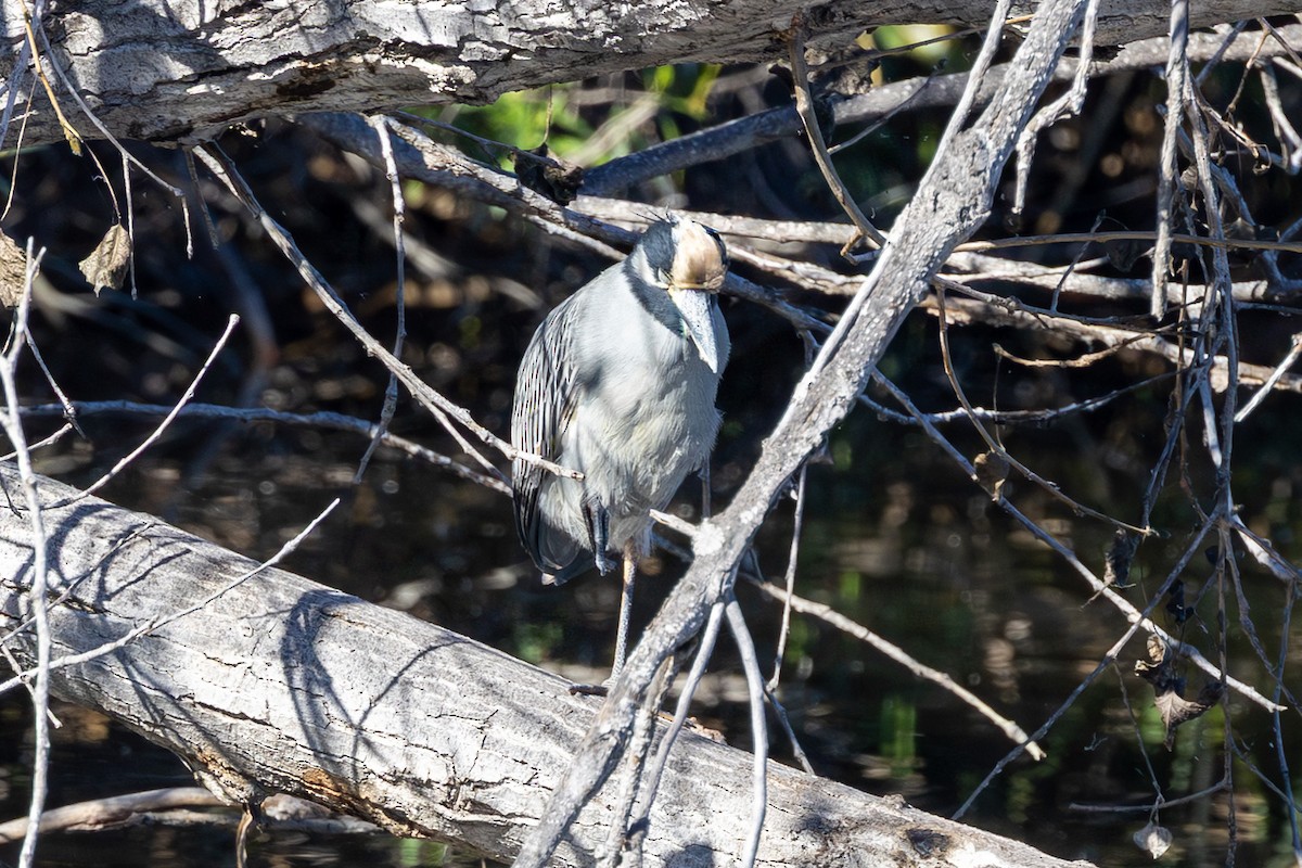 Yellow-crowned Night Heron - ML645903999