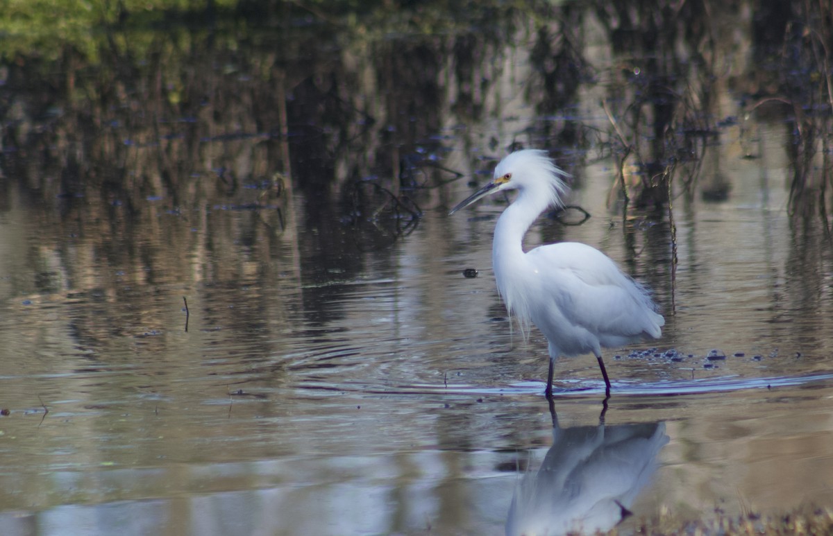 volavka bělostná - ML645904003