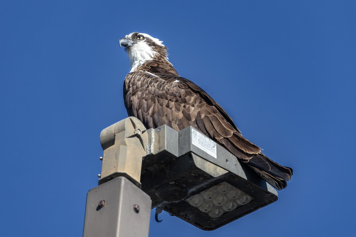 Osprey - ML645904004