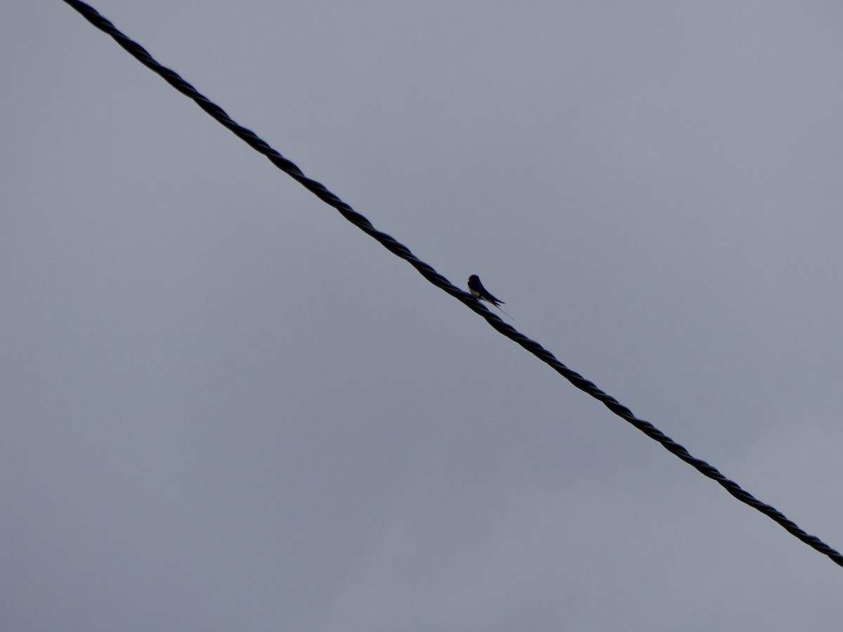 Ластівка сільська - ML645904005