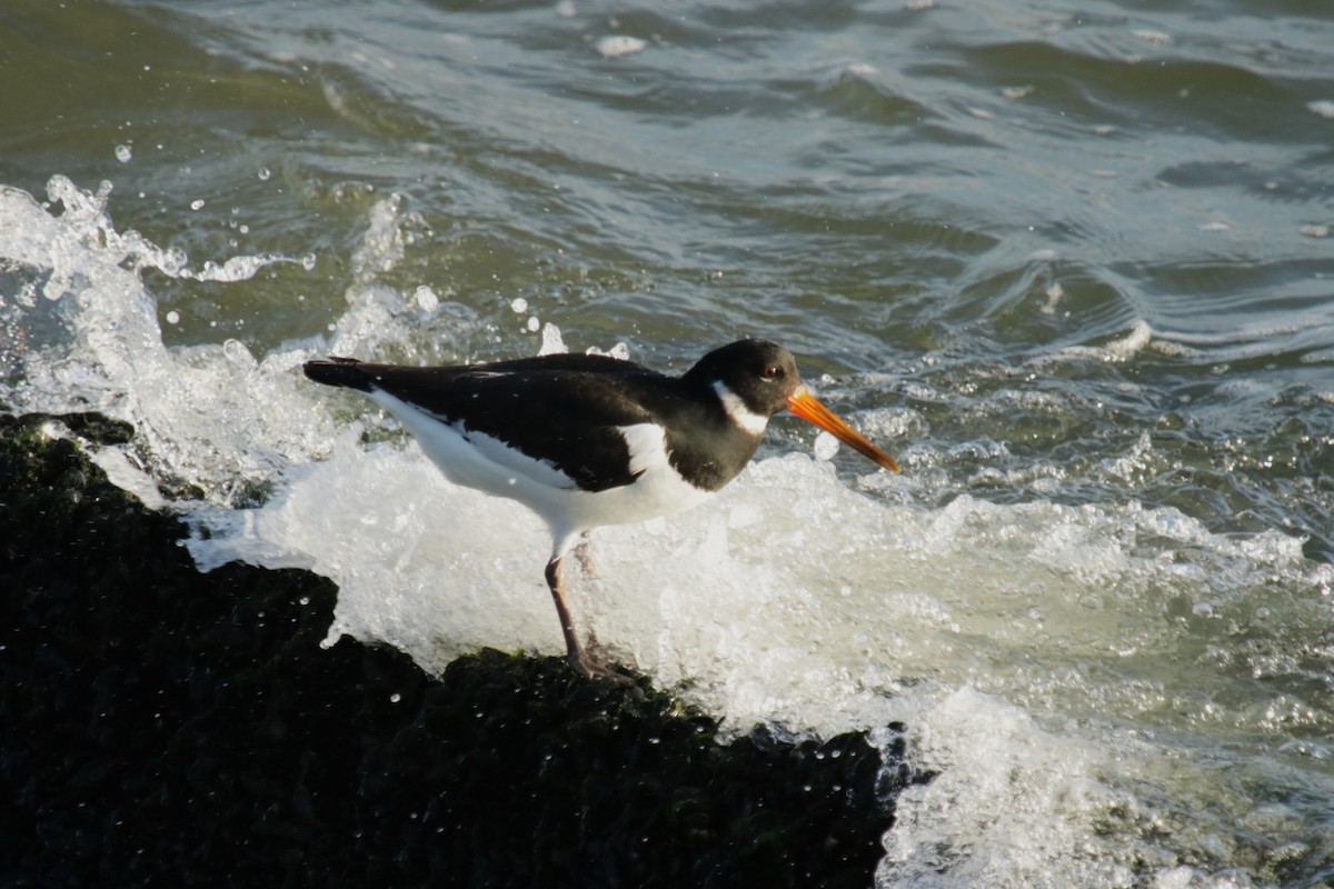 Eurasian Oystercatcher - ML645904015
