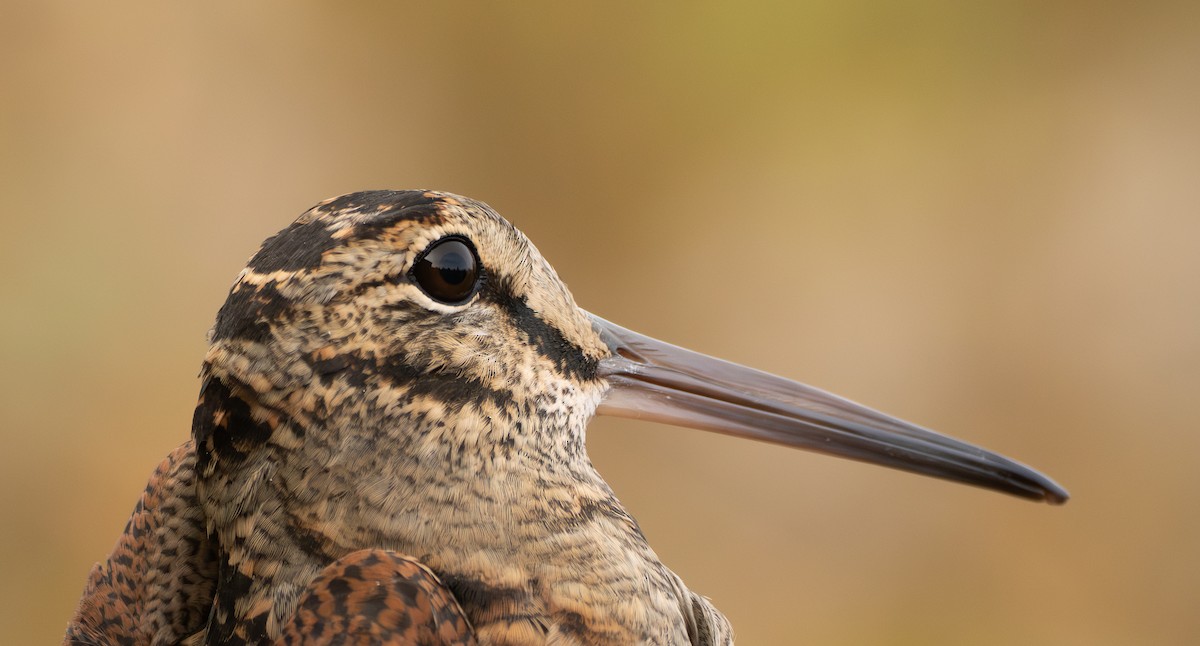 Eurasian Woodcock - ML645904017