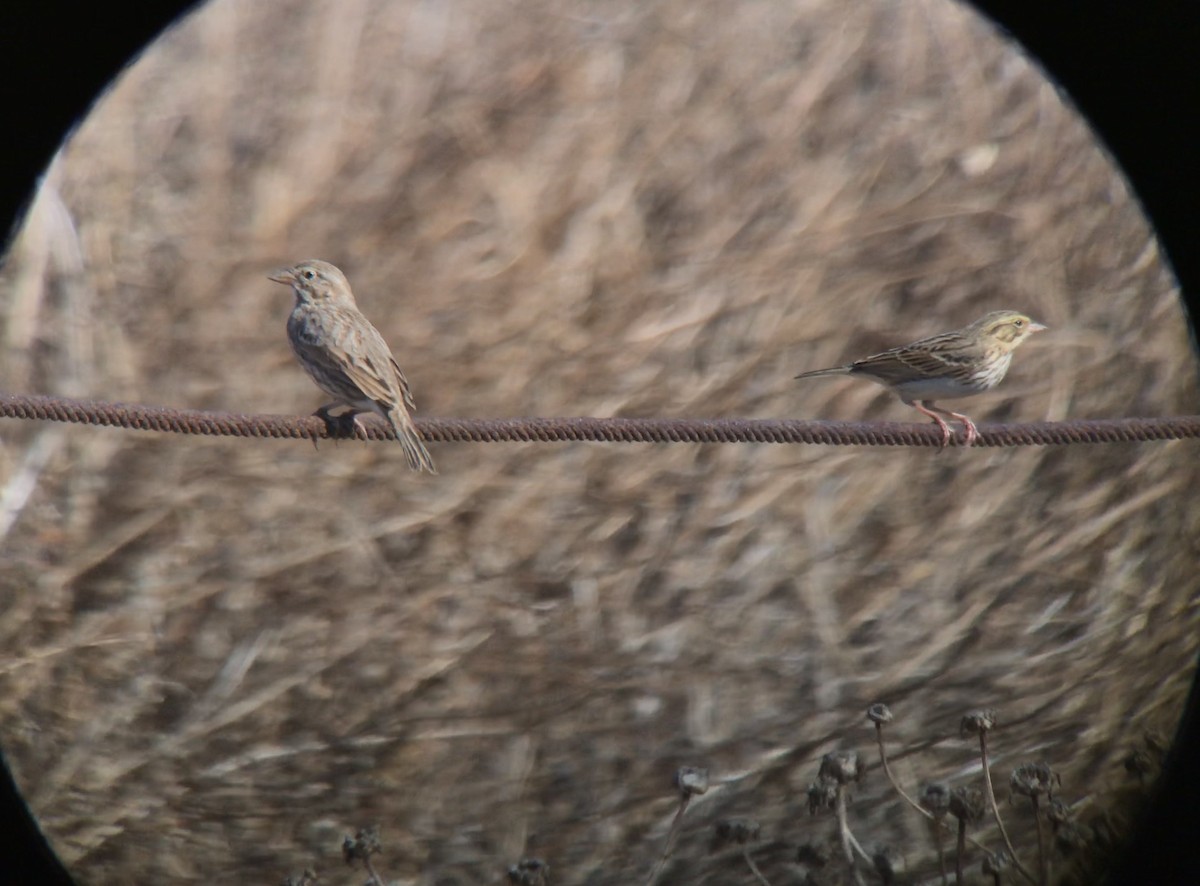Savannah Sparrow (Large-billed) - ML645904018