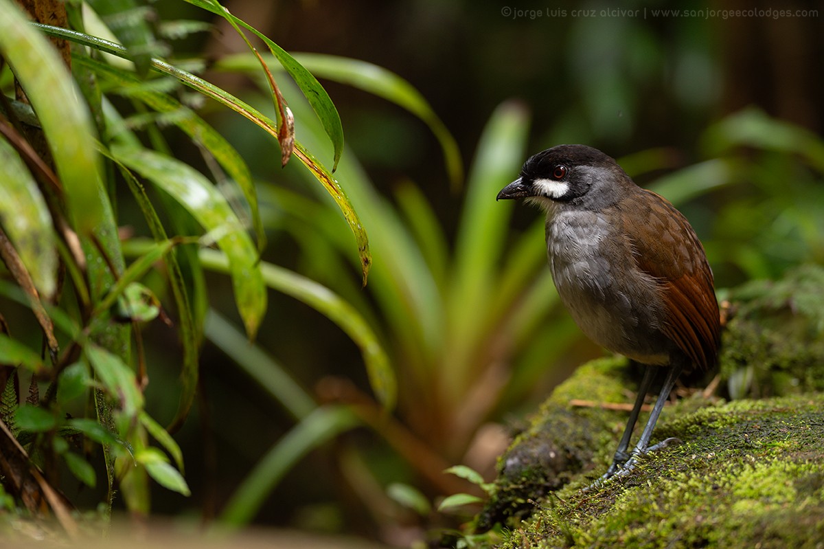 Jocotoco Antpitta - ML645904022