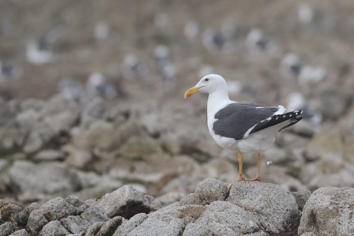 Gelbfußmöwe - ML645904031