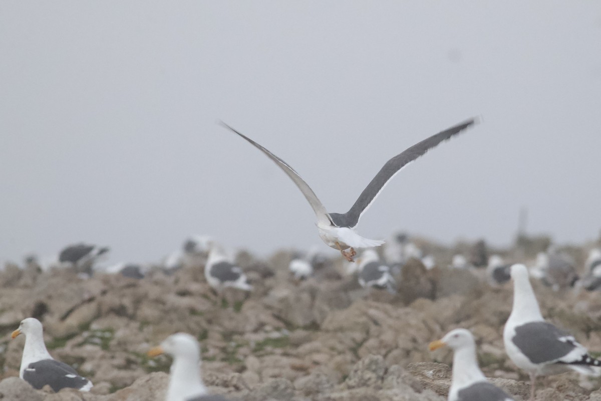 Gelbfußmöwe - ML645904037