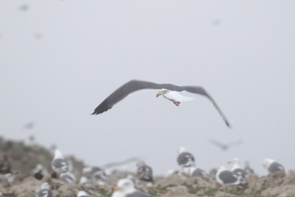 Gelbfußmöwe - ML645904038