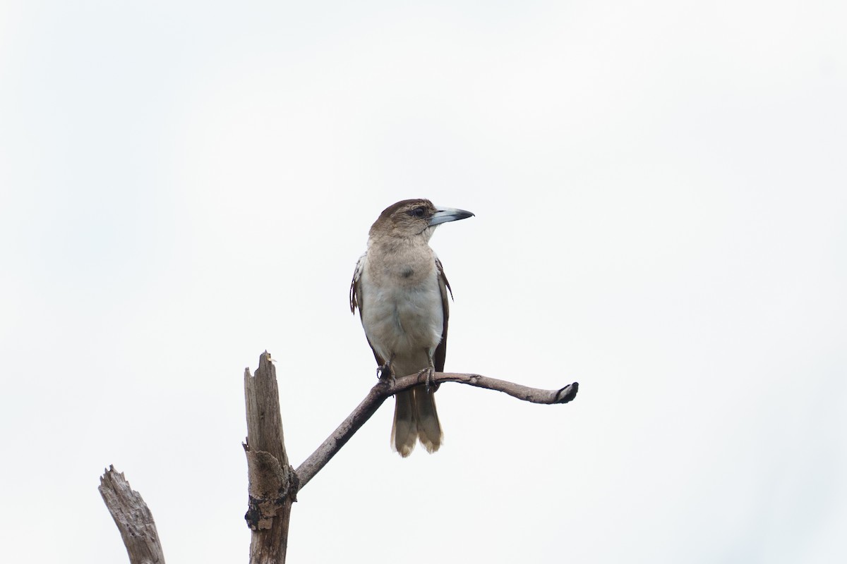 Pied Butcherbird - ML645904039