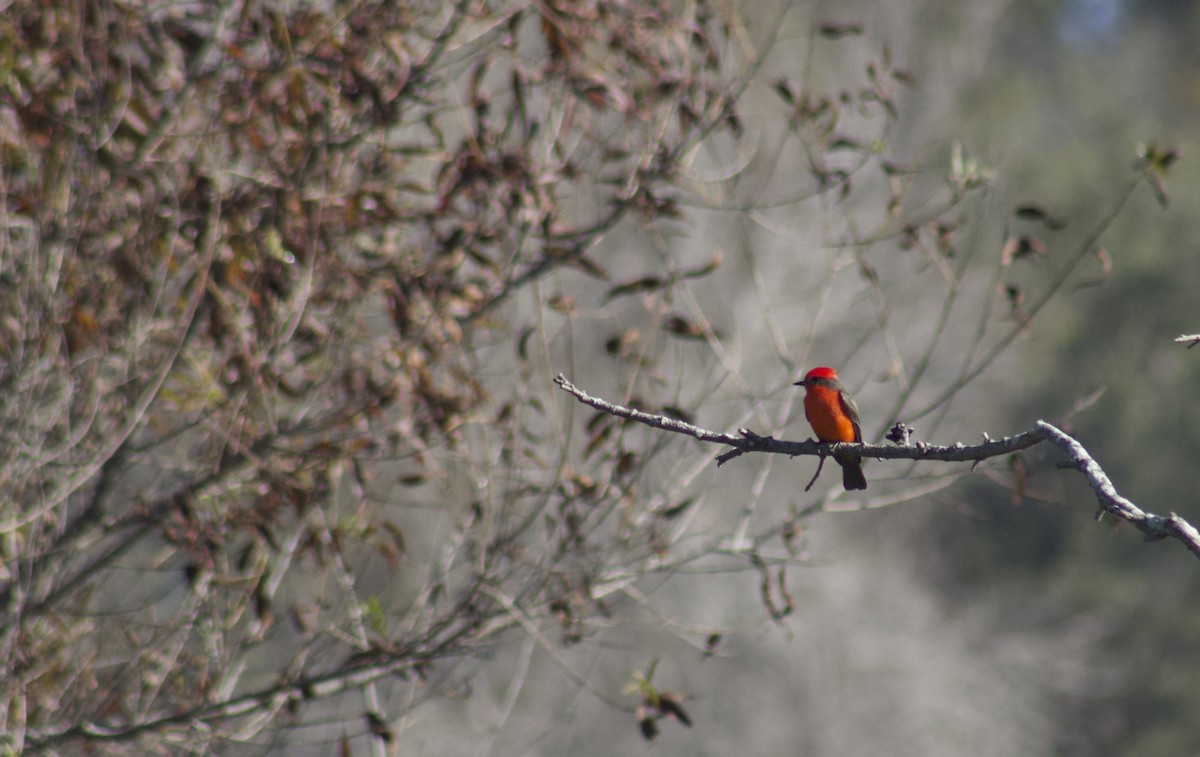 Vermilion Flycatcher - ML645904059