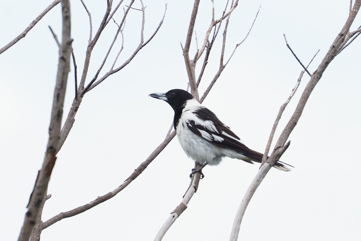Pied Butcherbird - ML645904060