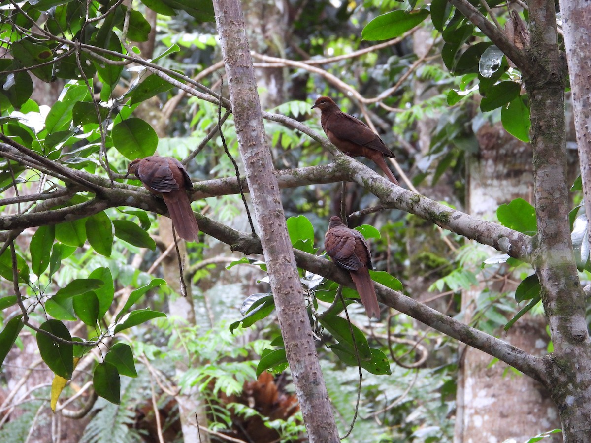 Brown Cuckoo-Dove - ML645904063