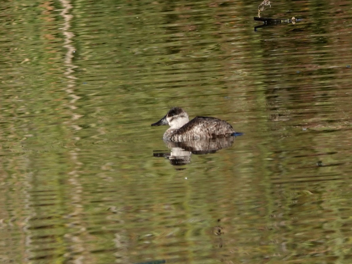 Schwarzkopf-Ruderente - ML645904064