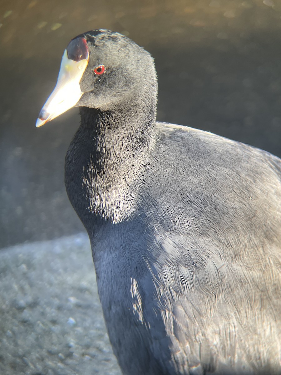 American Coot - ML645904065