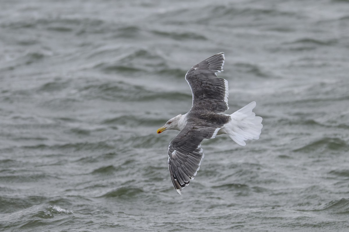 Büyük Kara Sırtlı Martı - ML645904073