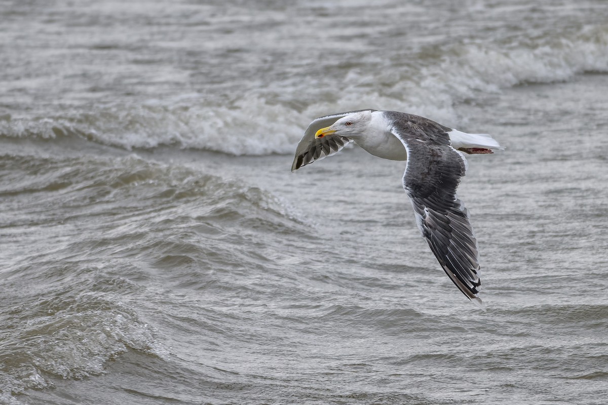 Büyük Kara Sırtlı Martı - ML645904074