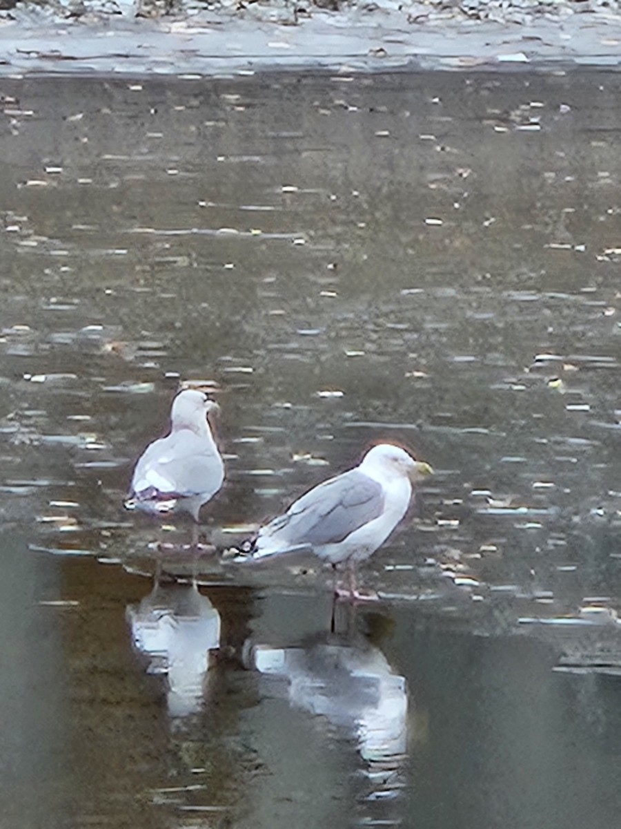 American Herring Gull - ML645904078