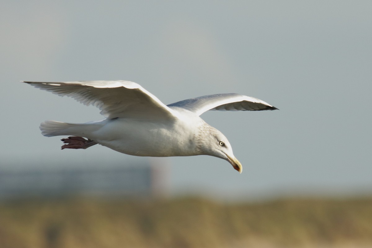 European Herring Gull - ML645904084