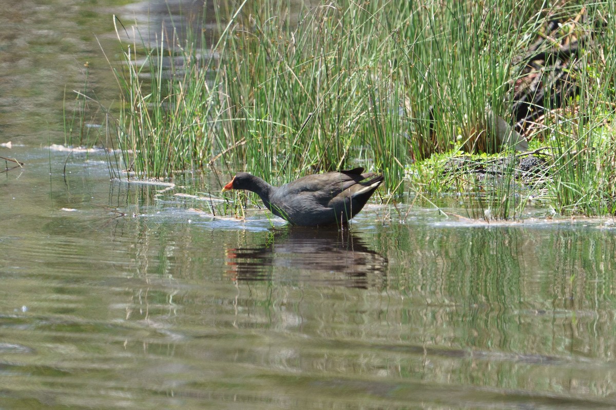 Dusky Moorhen - ML645904086