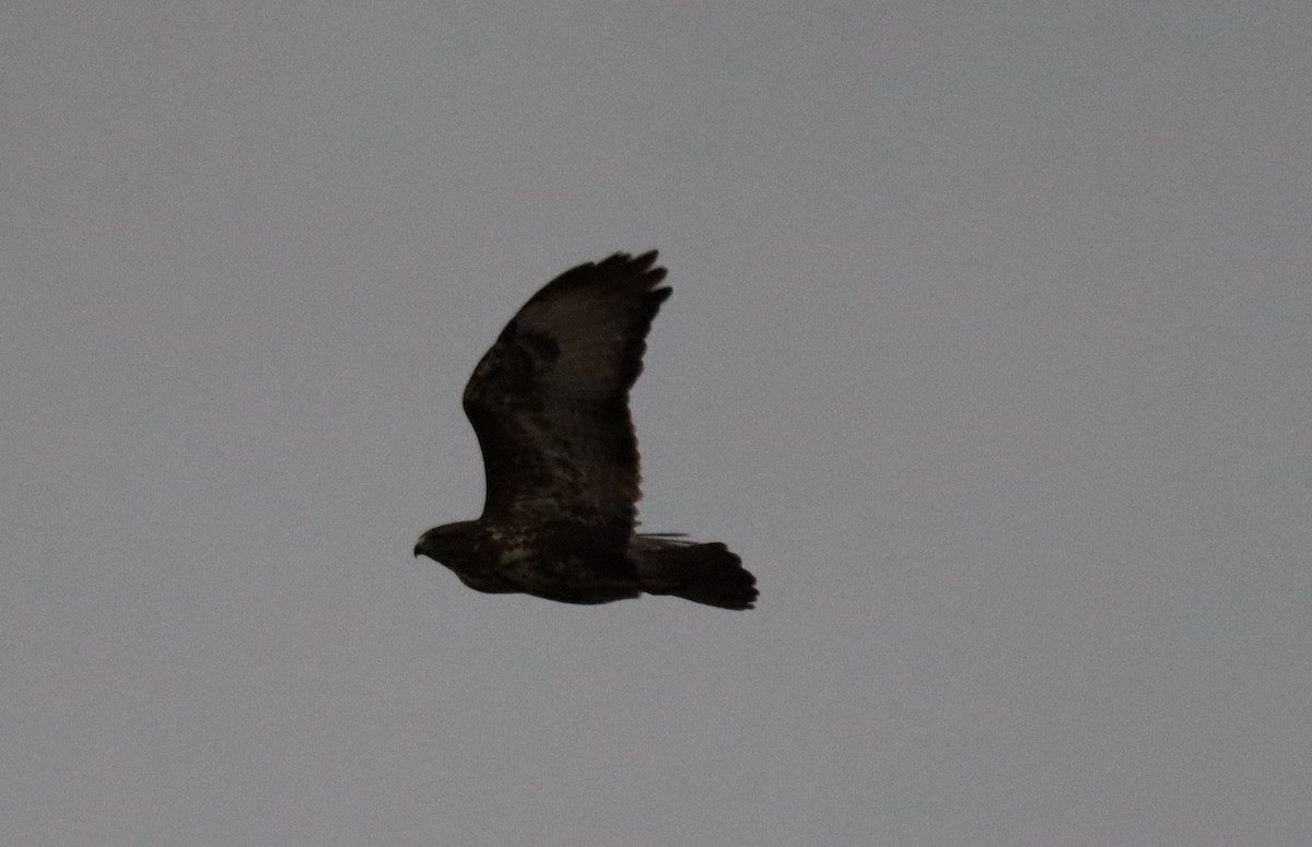 Buse variable - ML645904090