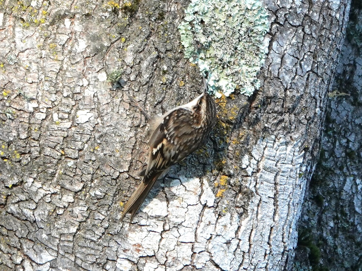 Brown Creeper - ML645904098