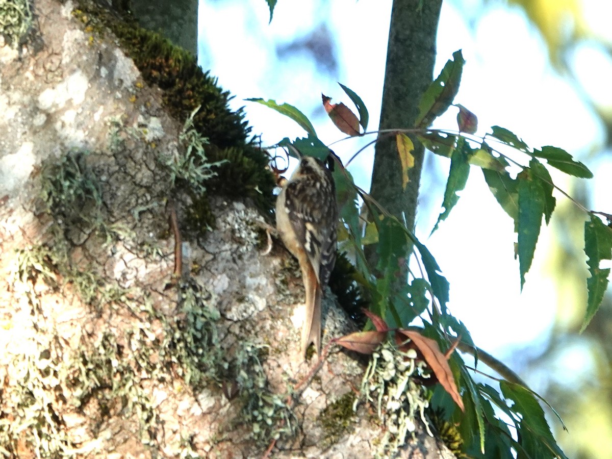 Brown Creeper - ML645904099