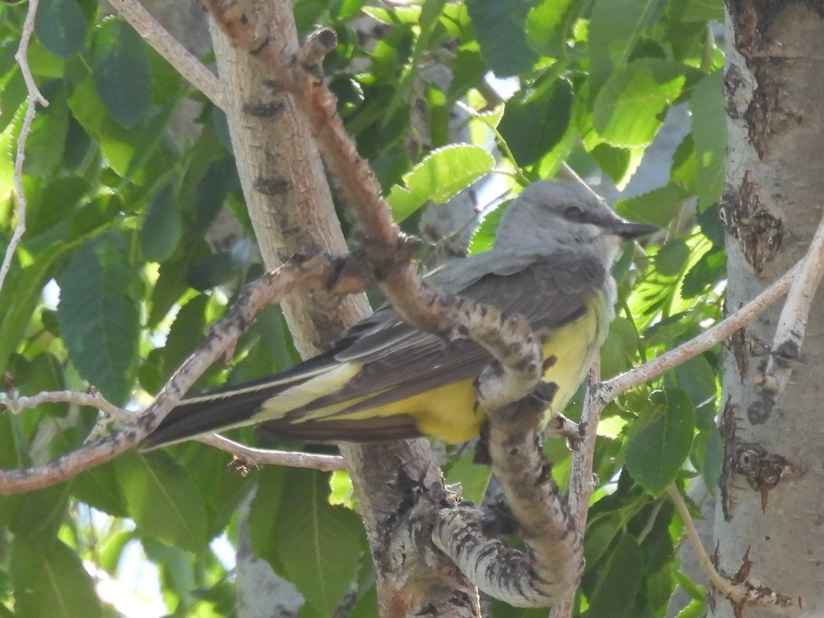 vestkongetyrann - ML645904101