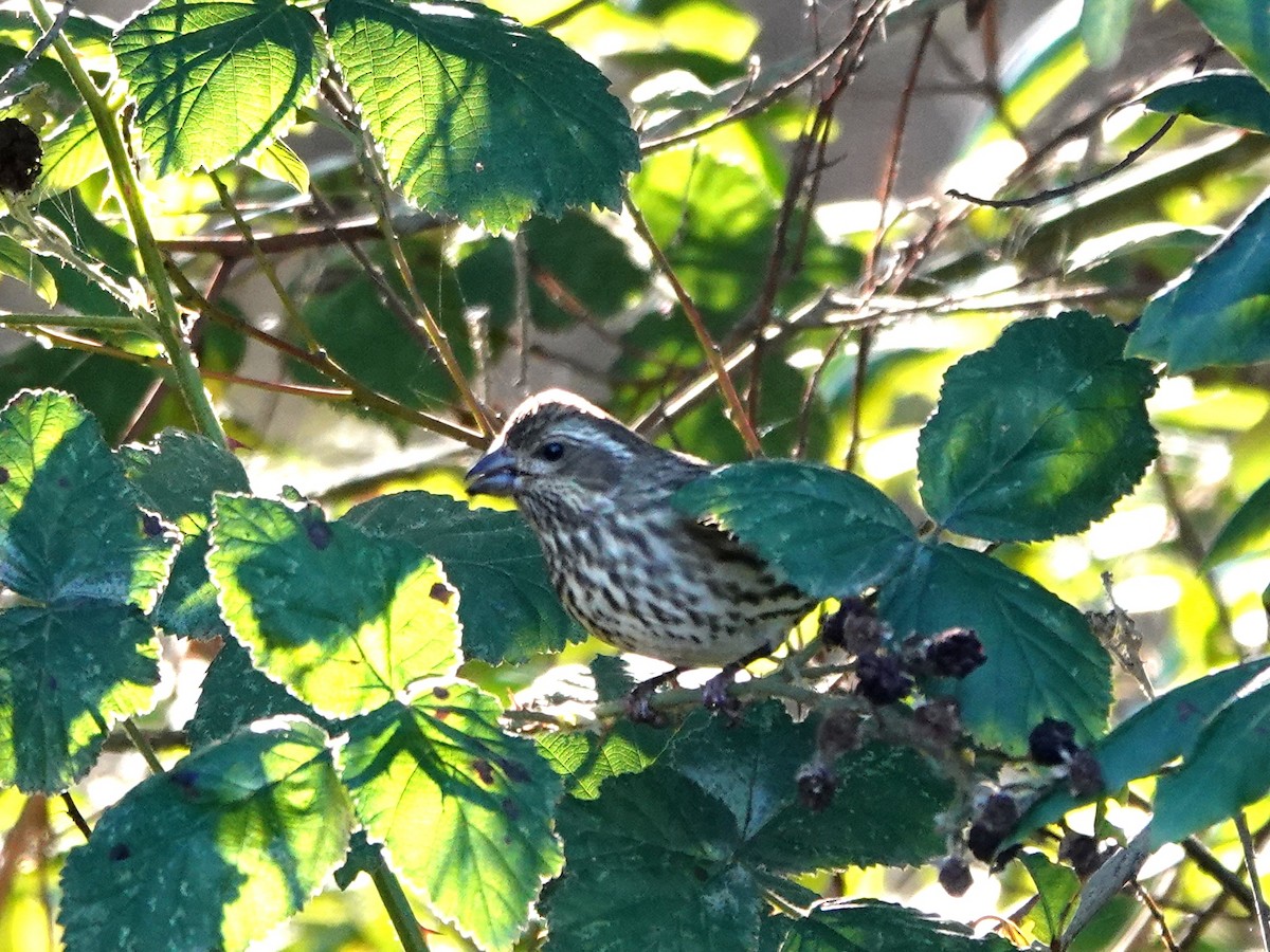 purpurfink - ML645904109