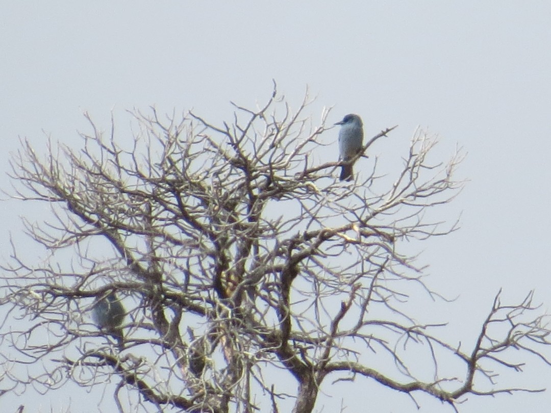 Chara Piñonera - ML645904110