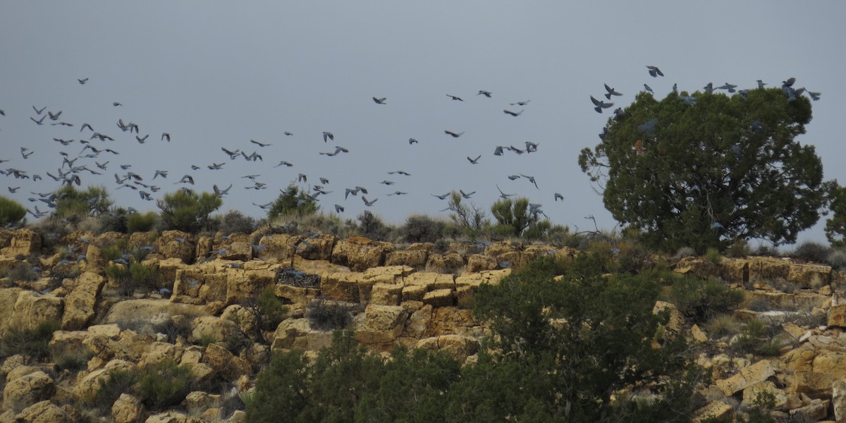 Chara Piñonera - ML645904111