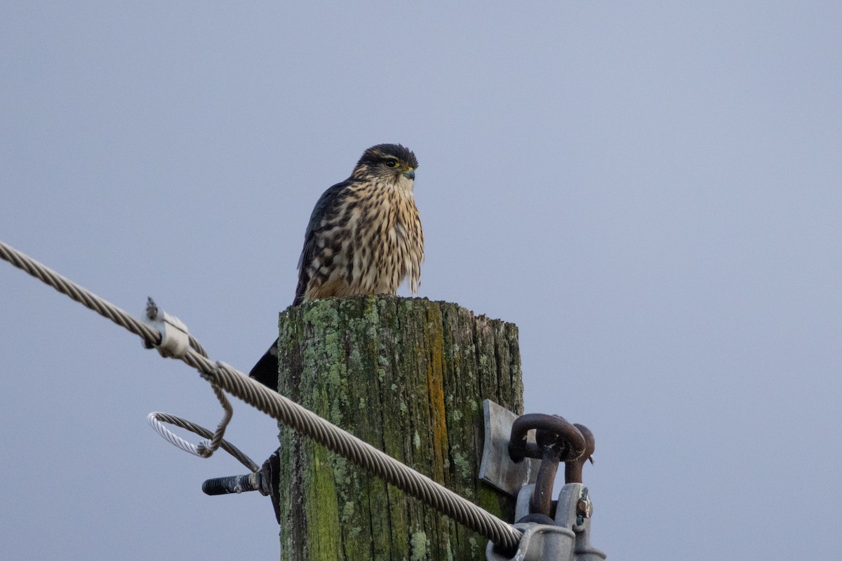 Merlin - ML645904112