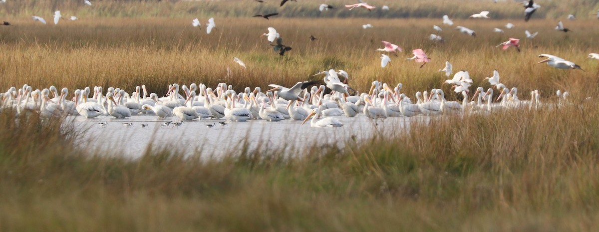 Roseate Spoonbill - ML645904117