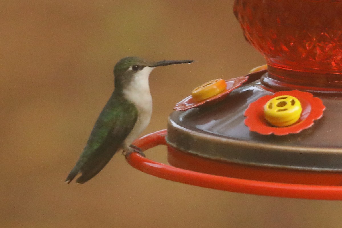 Ruby-throated Hummingbird - ML645904121