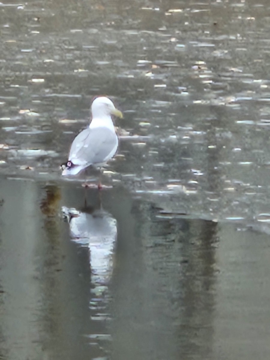 American Herring Gull - ML645904122
