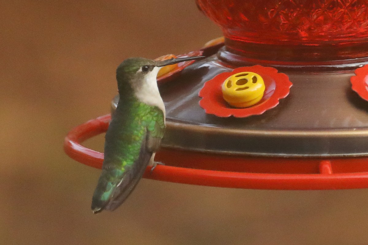 Ruby-throated Hummingbird - ML645904123