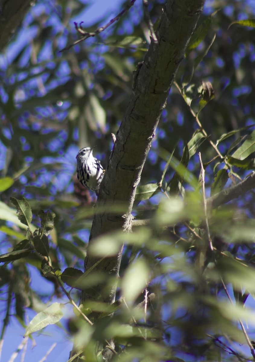 lesňáček černobílý - ML645904142