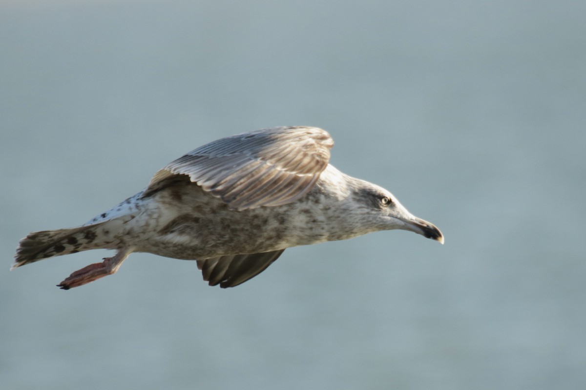 European Herring Gull - ML645904146