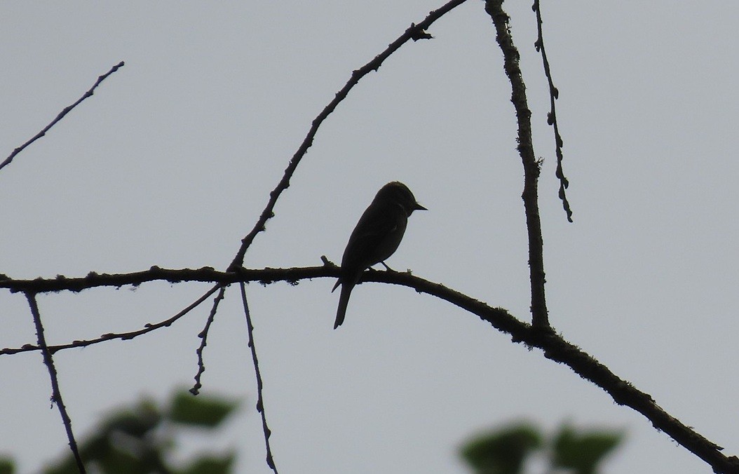 Blasskehl-Schnäppertyrann - ML645904149