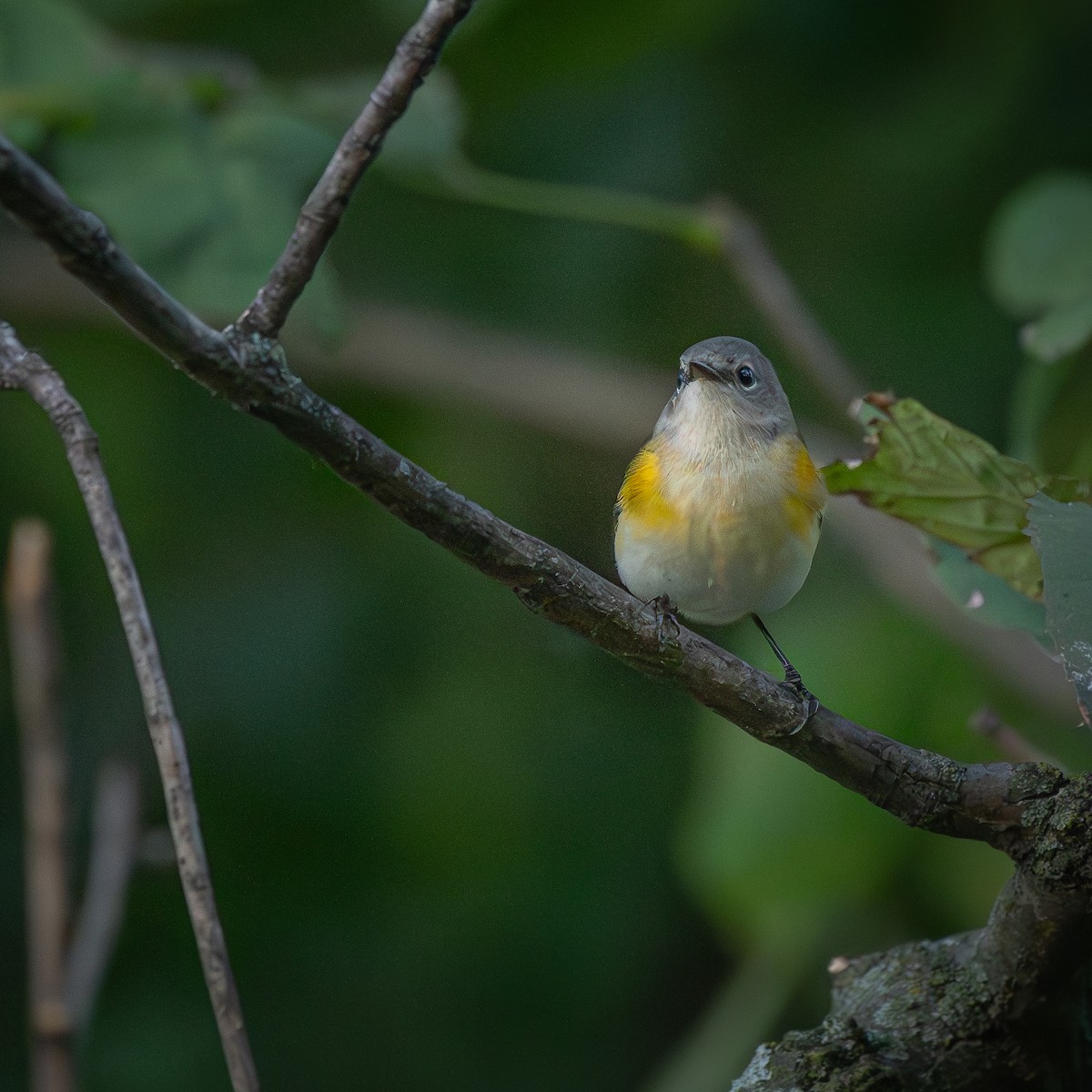 סבכון חכלילי - ML645904152