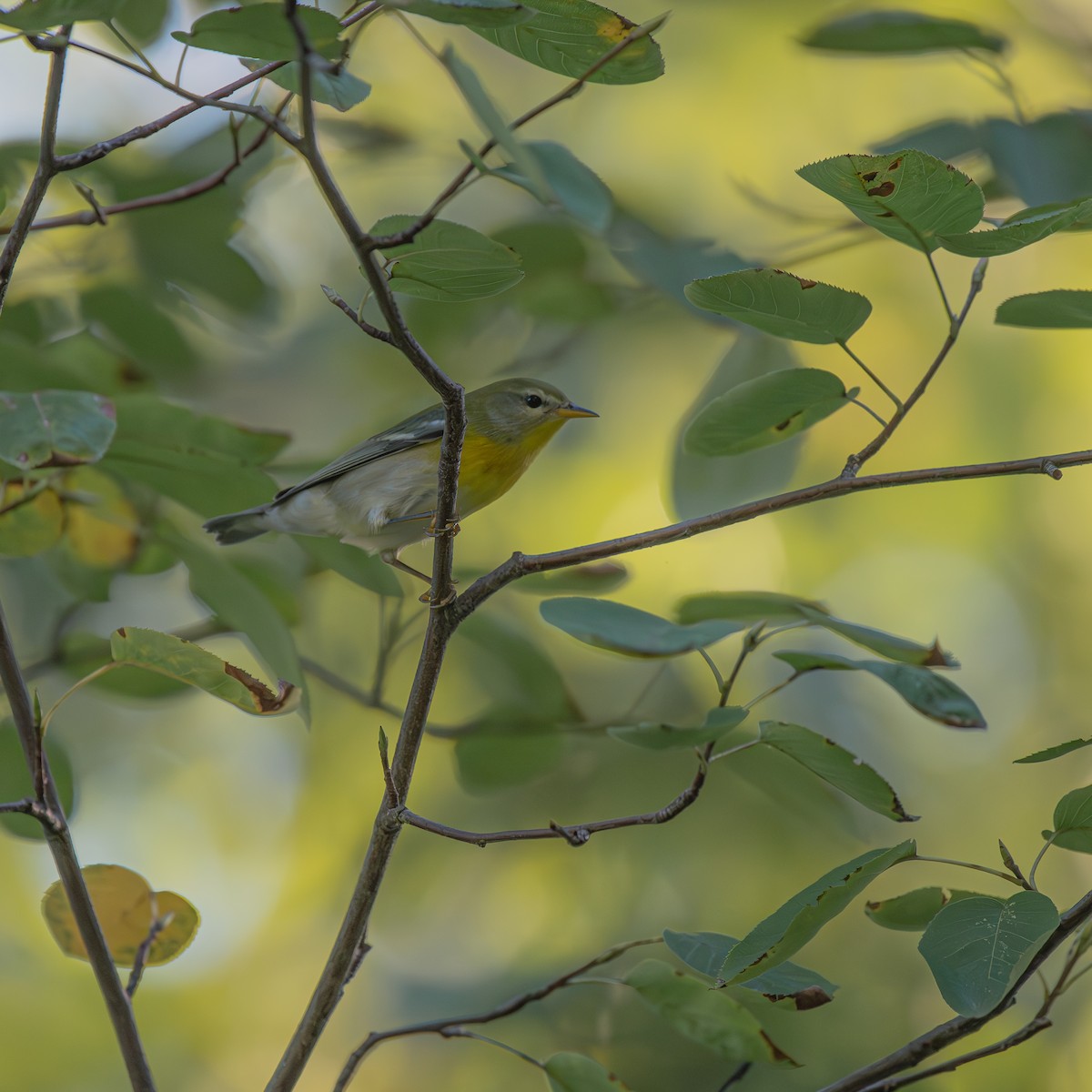 Northern Parula - ML645904155